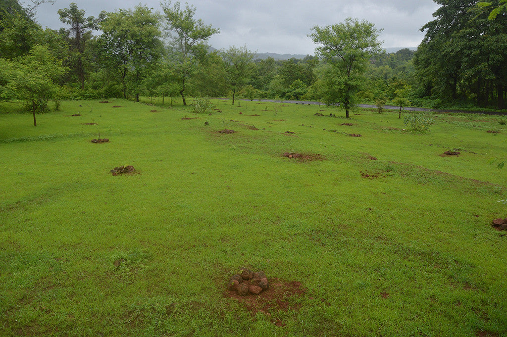 Green Field SideRoot